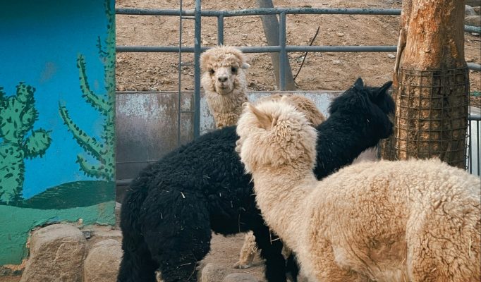 Lamas du jardin d