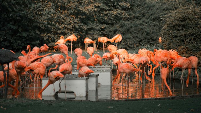 Flamand rose du zoo de beauval