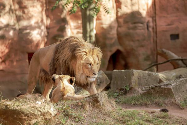 Lion du zoo de thoiry