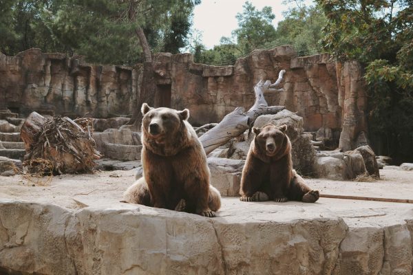 Ours du parc zoo de viencenne