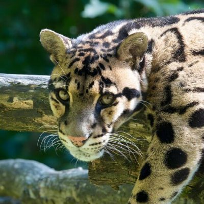 Tigre du safari lumigny