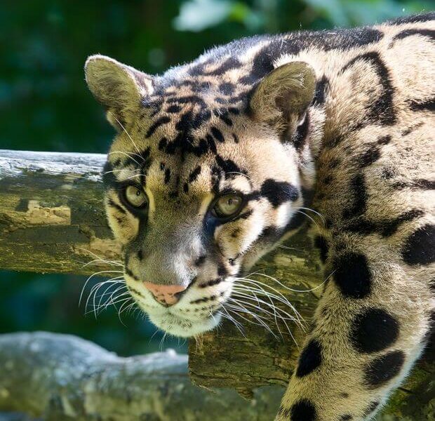 Tigre du safari lumigny